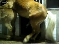 [ Beastiality Porn ] Horny fellow rod blocks a horse